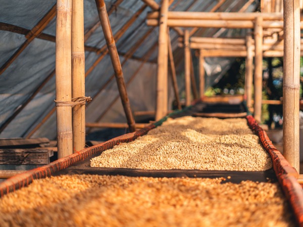 Kaffeebohnen trocknen auf der Kaffeeplantage